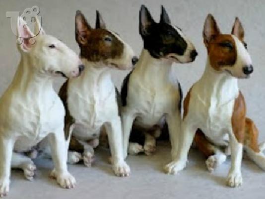 PoulaTo: Bull terrier καθαρόαιμα επιλογής